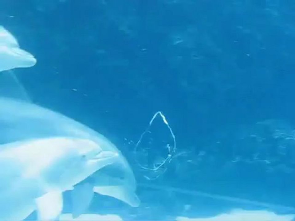 Animals 54