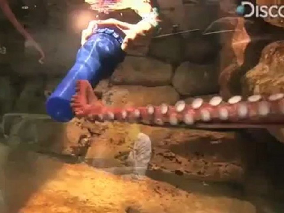 Animals 73
