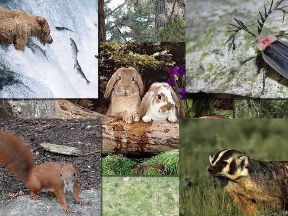 Cantecul animalelor (cantece copiii)