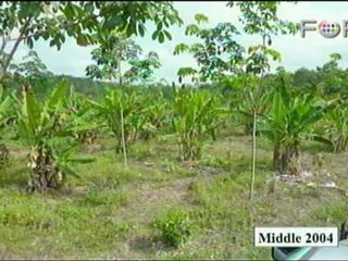 Life in Harmony: Regrowing a Rain Forest