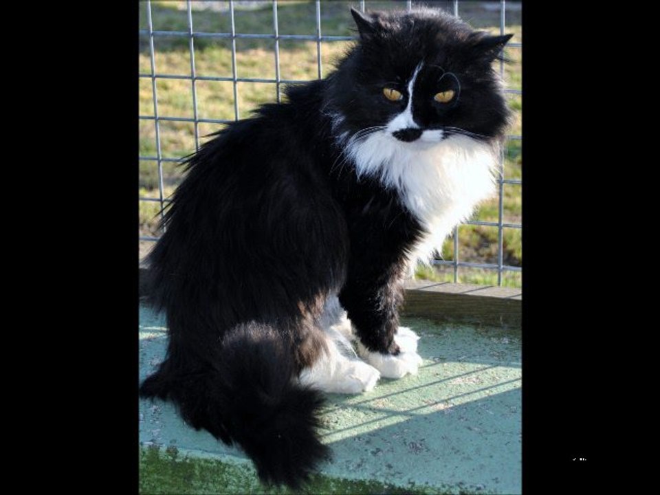 Les chats de Beauregard