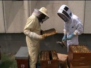 Cocktail fatal chez les abeilles (extrait)