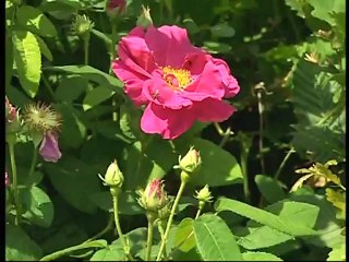 Le jardin médiéval de la Commanderie d'Arville
