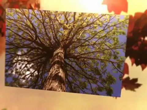 Waz Tree Service (203) 878-2590