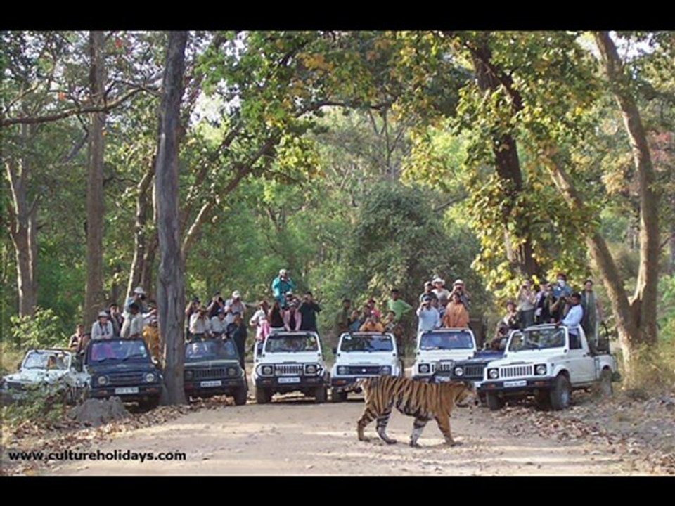 Best Safari Tours India with Culture Holidays