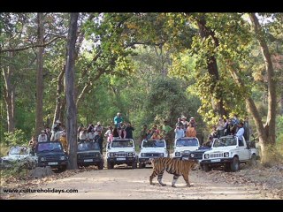 Best Safari Tours India with Culture Holidays