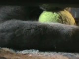 My cat, Yoda, playing with tennis ball, attacking camera