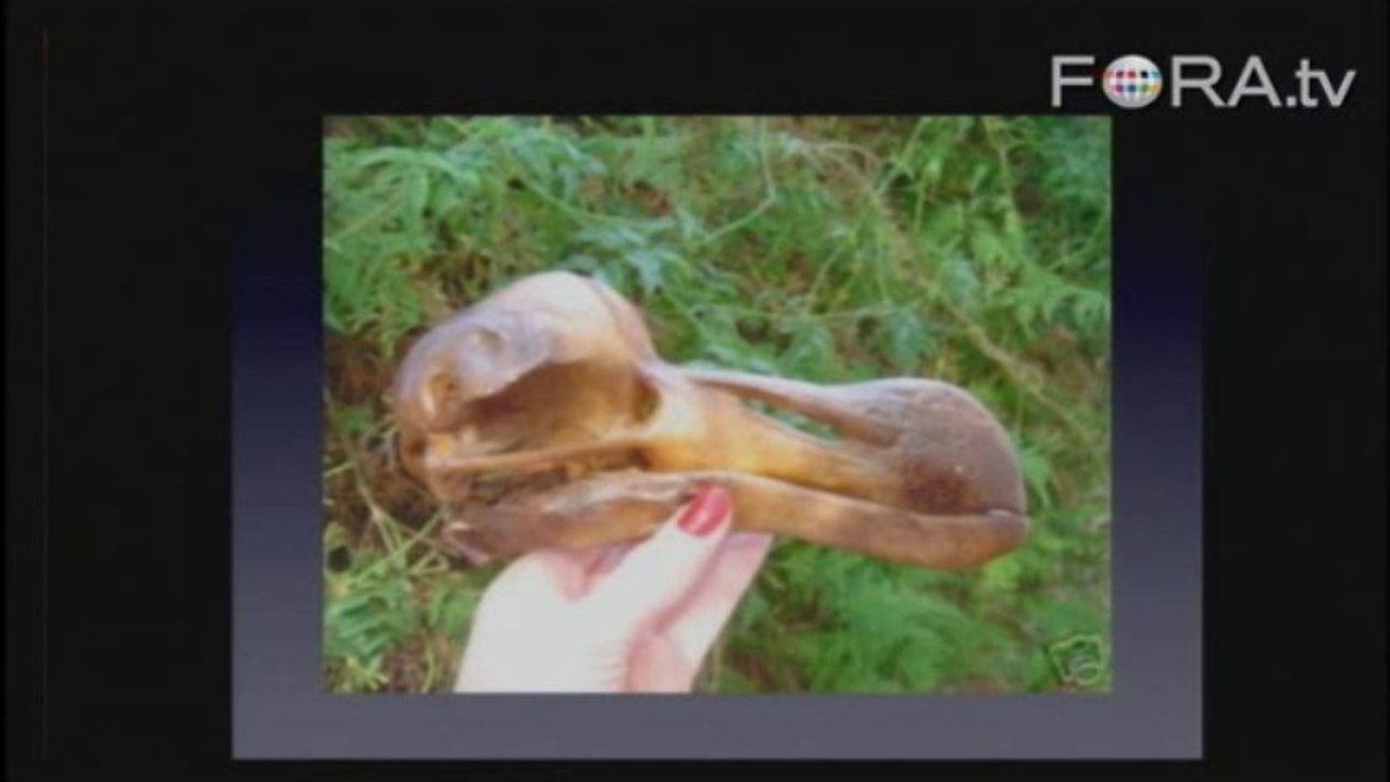Adam Savage Obsesses Over Recreating Dodo Skeleton