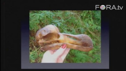 Adam Savage Obsesses Over Recreating Dodo Skeleton