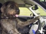 Insolite : Des chiens qui conduisent des vraies voitures !