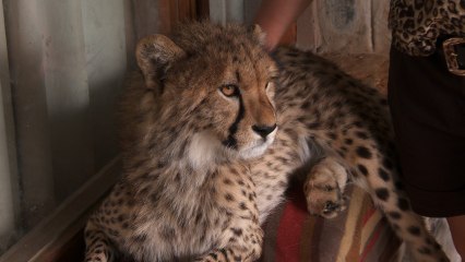 Cheetah Vet Visit in a BMW | Camp Cheetah Ep1