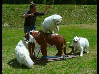 diaporama nos samoyèdes