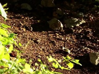 Les Grandes Traversées du Jura