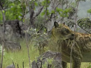 5 Прогулки с чудовищами. Саблезубые