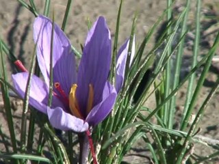"Le SUD, vous en faites tout un plat" Timbale de courge au lard paysan et au safran