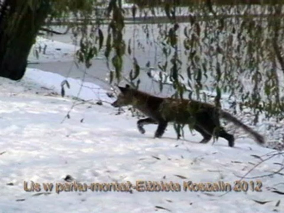 Koszalin-Lis w parku