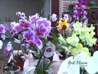 Chora Viola do dia 09-12-2012