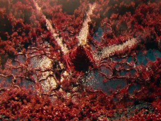 Star Trek Into Darkness - Bande annonce VOST