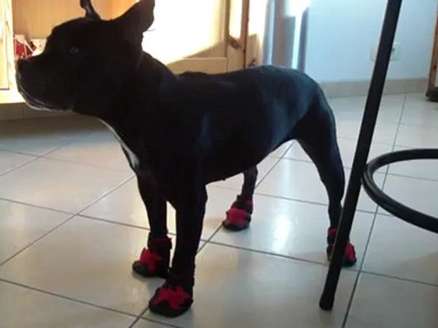 Vodka n'aime pas ses bottines !