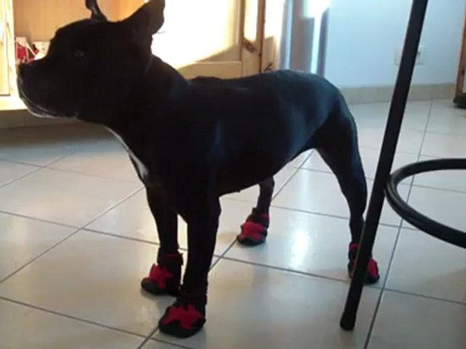 Vodka n'aime pas ses bottines !