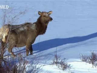 Wild  Wolves of Yellowstone