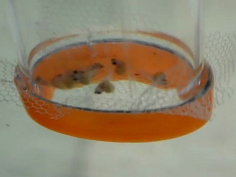 BEMBA GOLD YAVRULARI