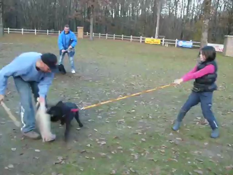 Portée Blackos de Kantphania/ Furie de la Bataillouse " Elevage Des Touches Noires "