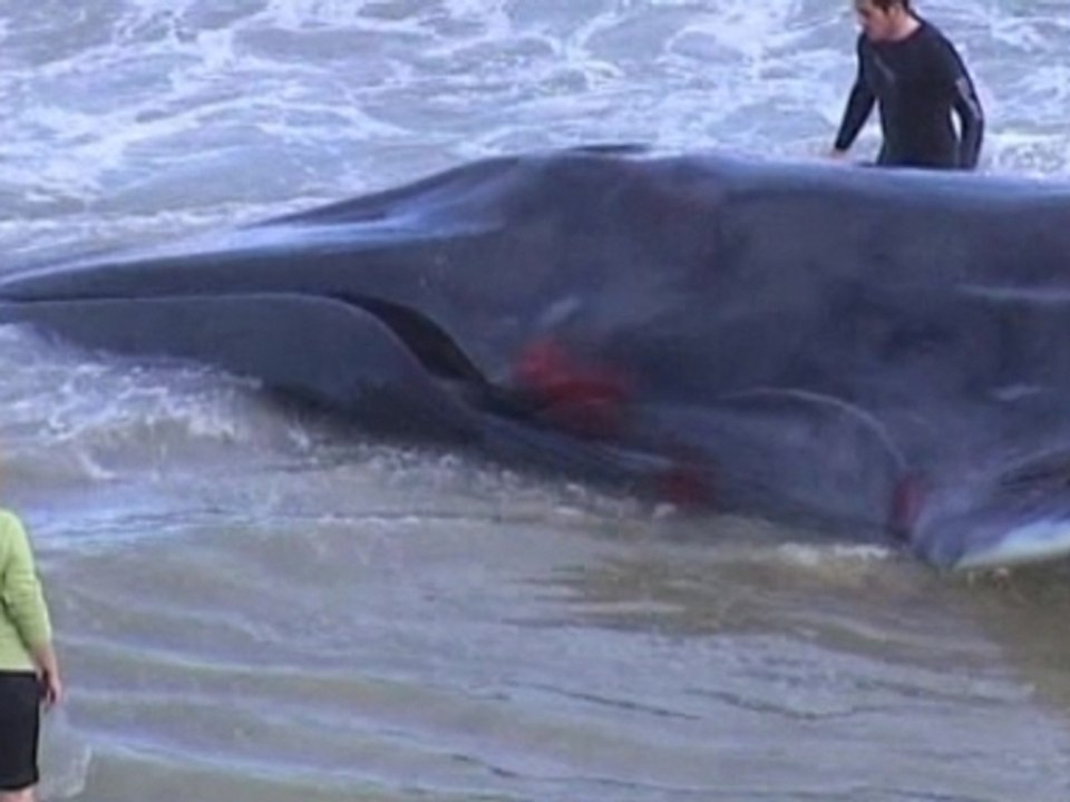 Beached whale dies in Spain
