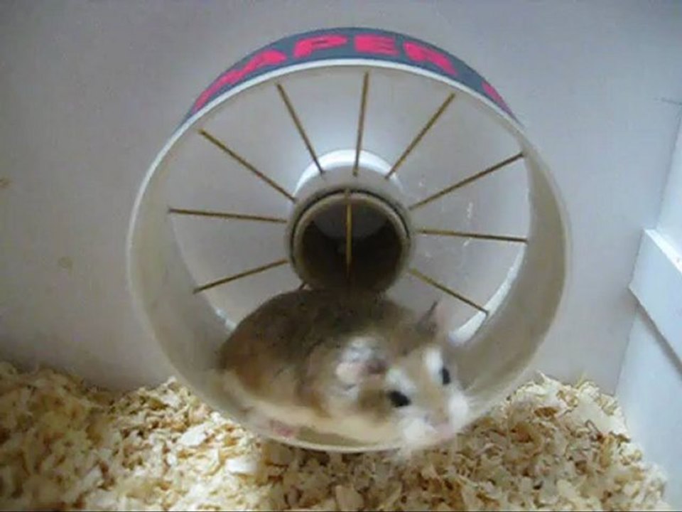 HAMSTER #09