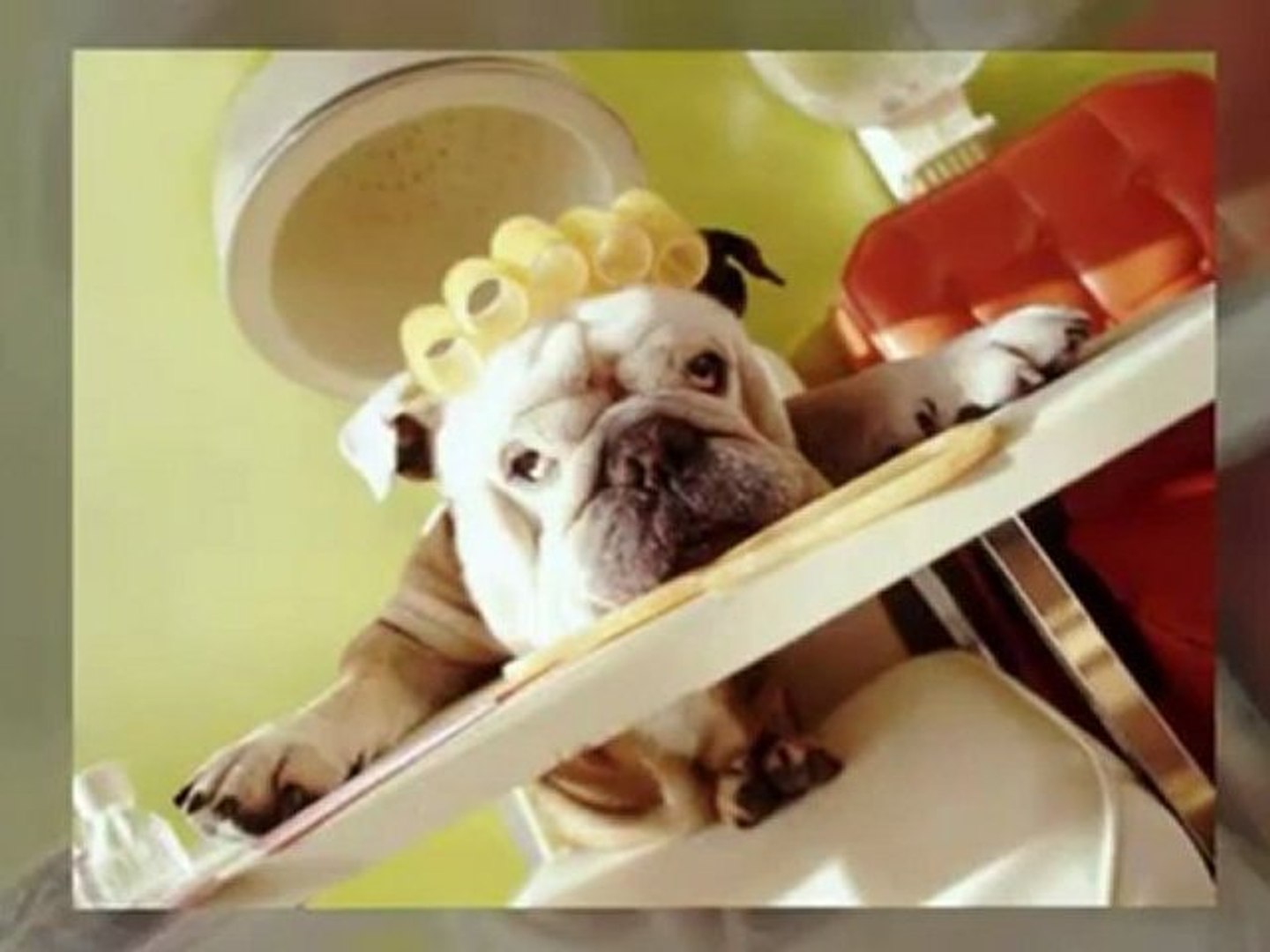 ⁣Dog Teeth Cleaning and Dog Grooming