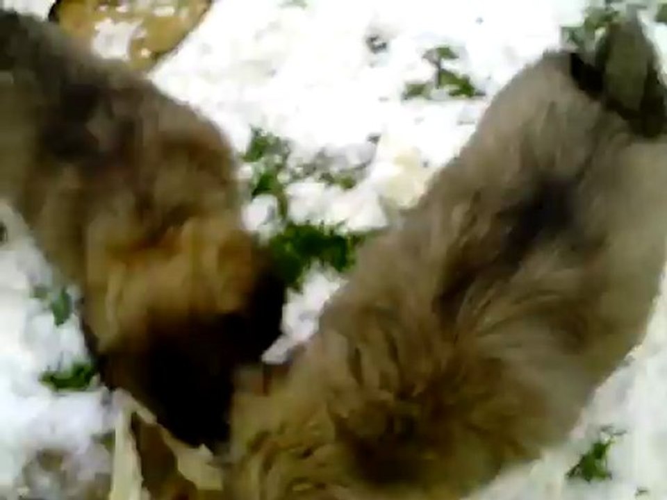 Bébé Tibby Dorjee-Ling et Ek-Ram 2012