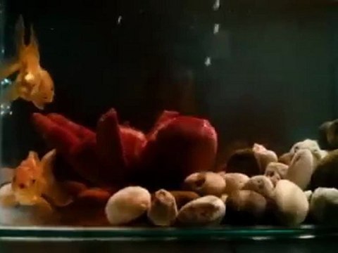 9-9-81 บอก-เล่า-9-ศพ 1/2