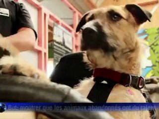 En Nouvelle-Zélande, des chiens prennent le volant