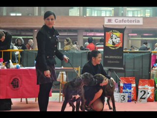 I monogáfica del cane corso en españa 2012 -  Cuore Blue