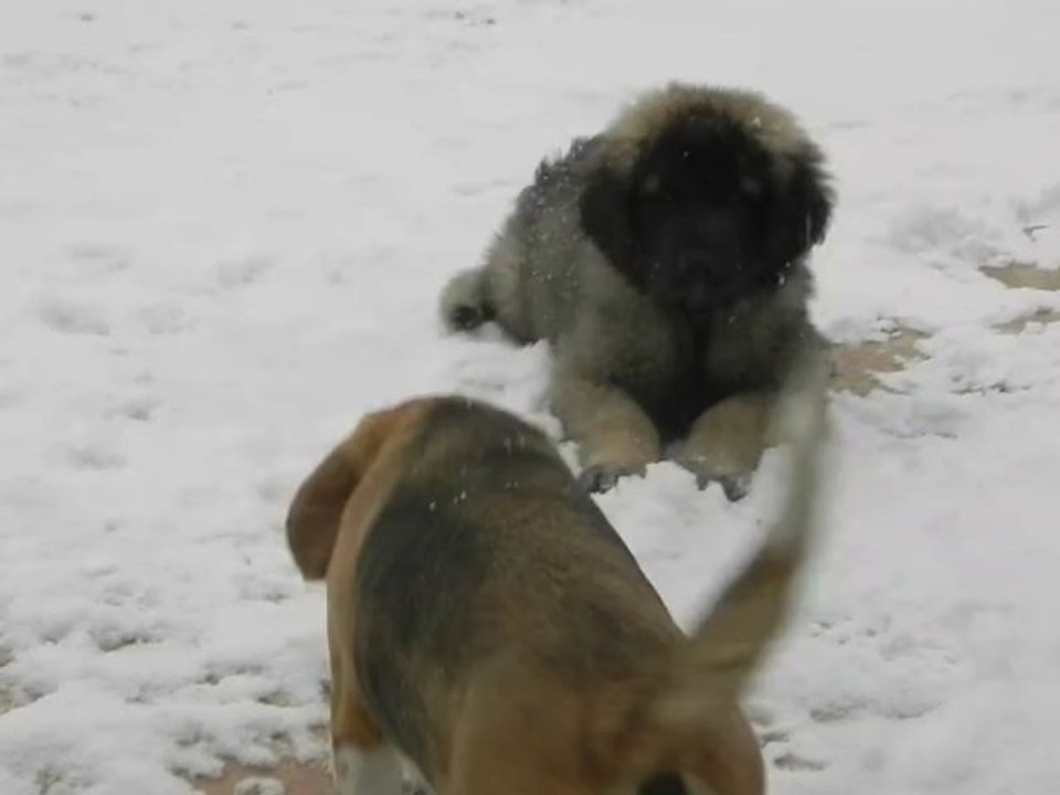 H'ley - Vidéo n°15 - 2 décembre 2012 - Sous la neige