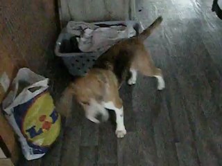 H'ley - Vidéo n°16 - Enko qui pleure, H'ley est partit se promener sans elle