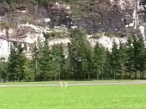 Protos 700 brain - Tareq Alsaadi - Lodrino - ilhan Çamkara