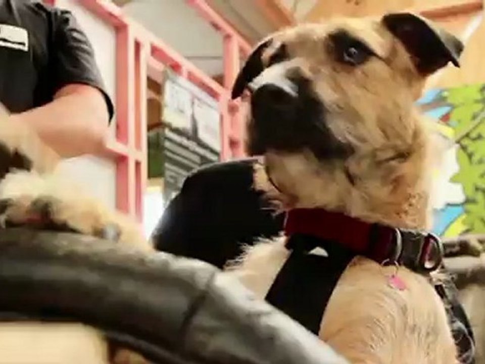 Vorsicht - Hund am Steuer!