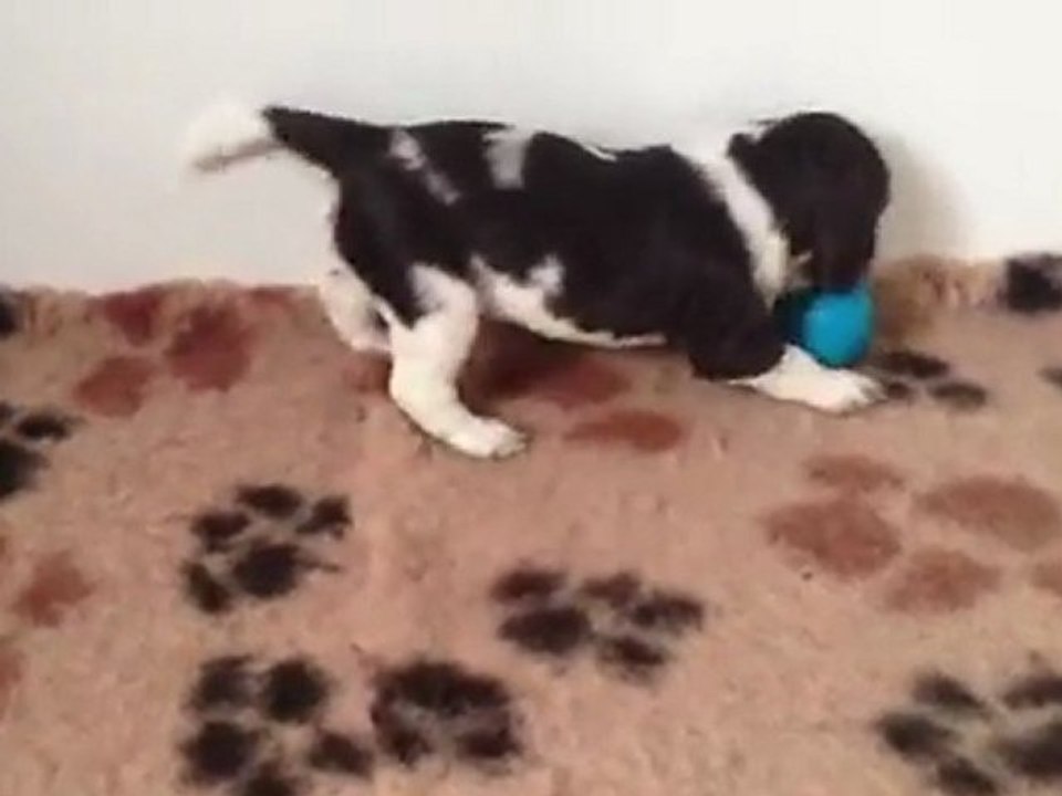 chiot springer1 Fibie x Cherlock