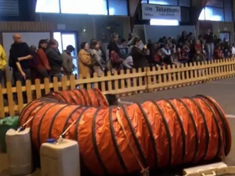 Capitole Agility 25-11-2012