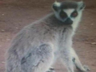 Primate Goes Postal On Mail Carrier