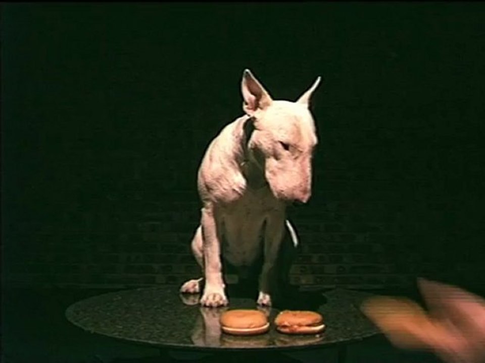 Même les chiens n'en veulent pas