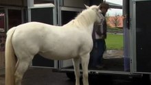homme qui parle et danse avec les chevaux comm à 2minutes