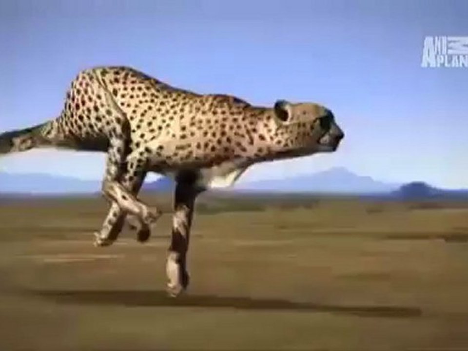 Animals 92