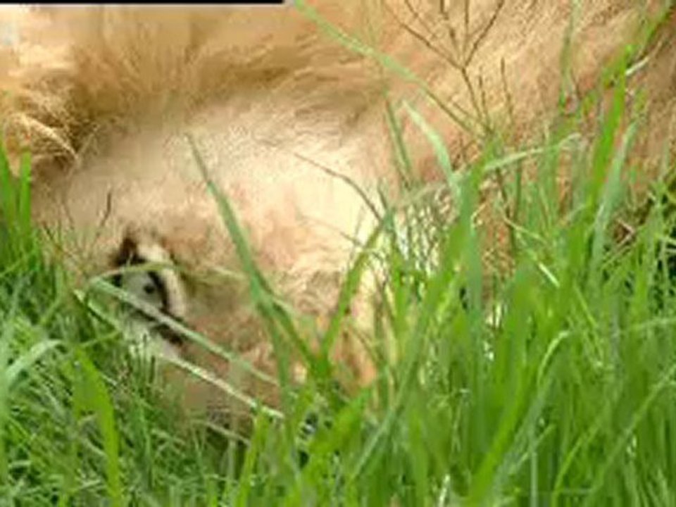 Animals 94