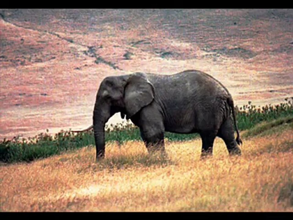 Animals 95