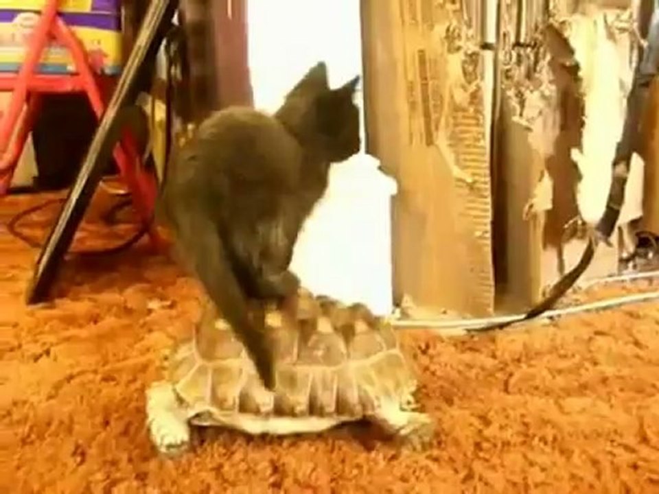 Animals 104