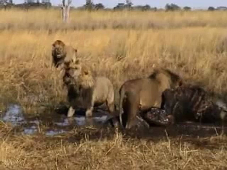 Animals 108