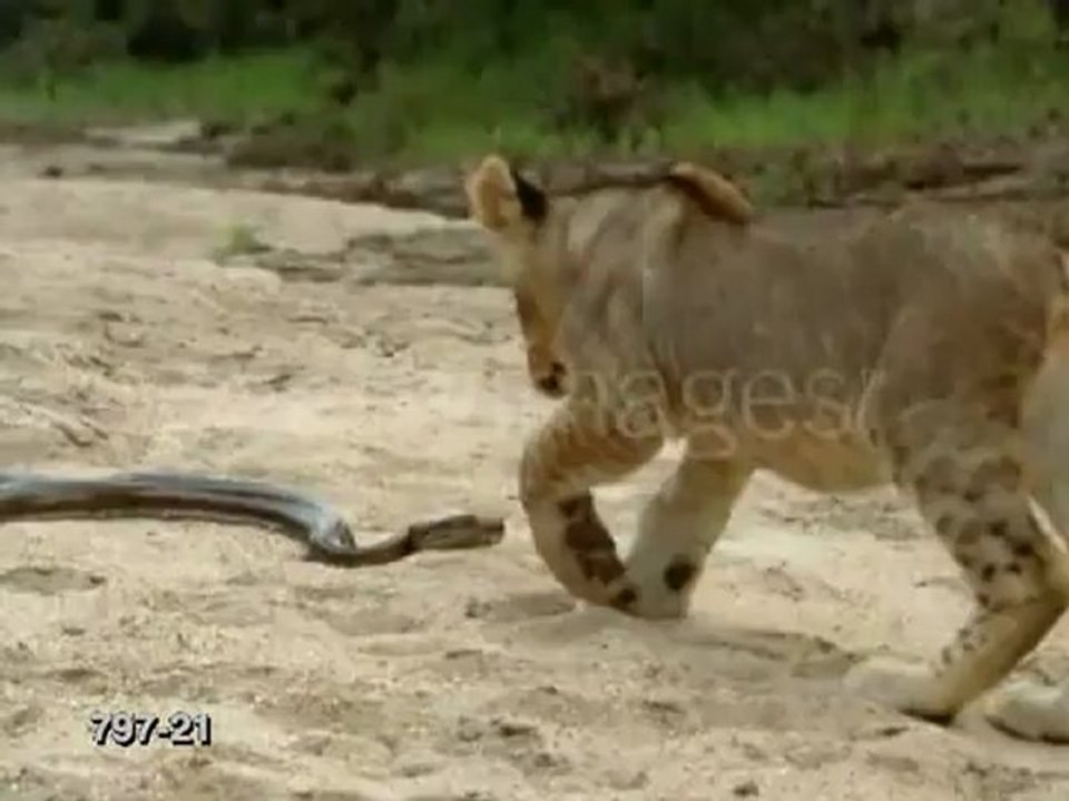Animals 110