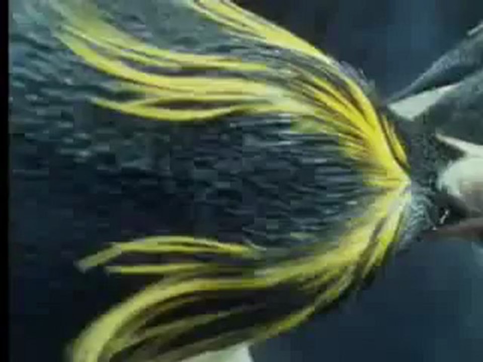 Animals 113